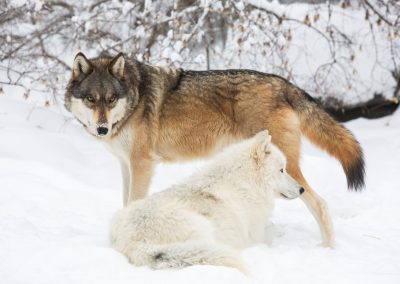 The International Wolf Center in Ely, Minnesota