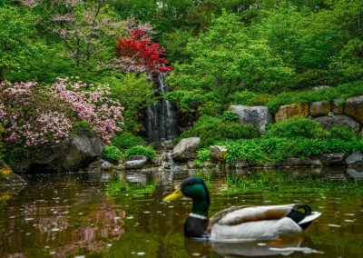 Visiting the Anderson Japanese Gardens