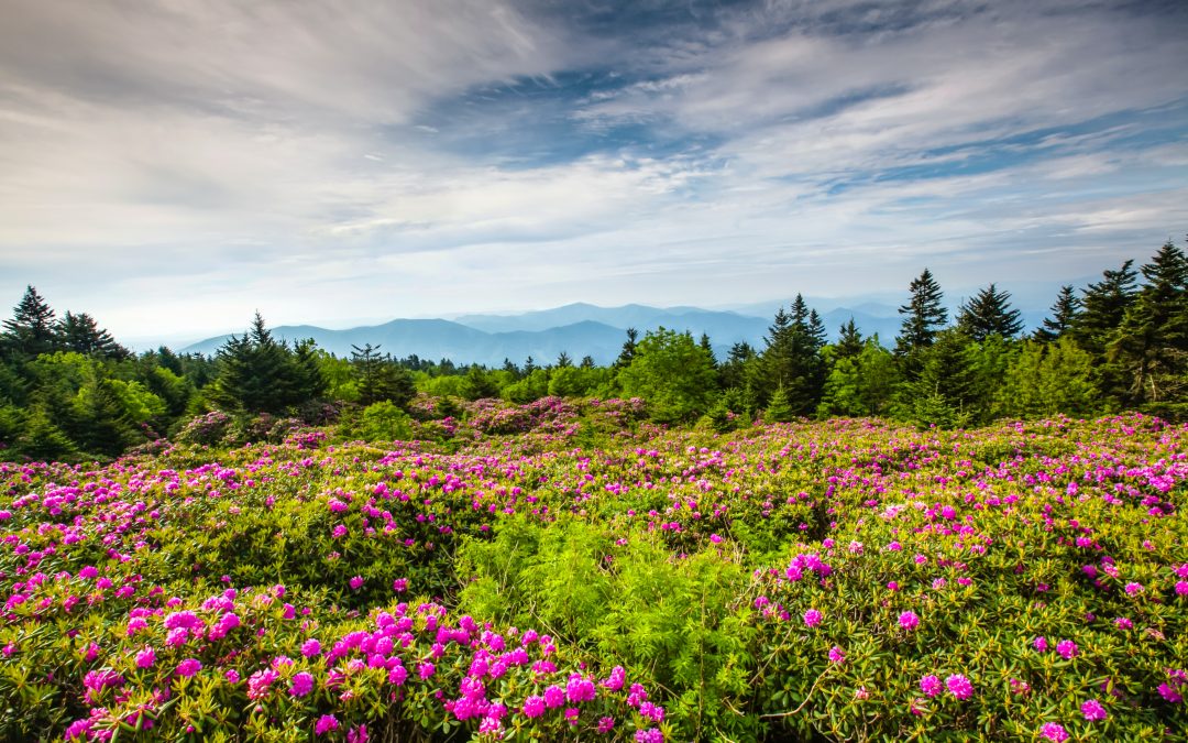 Off the Beaten Path: The World’s Largest Natural Rhododendron Gardens