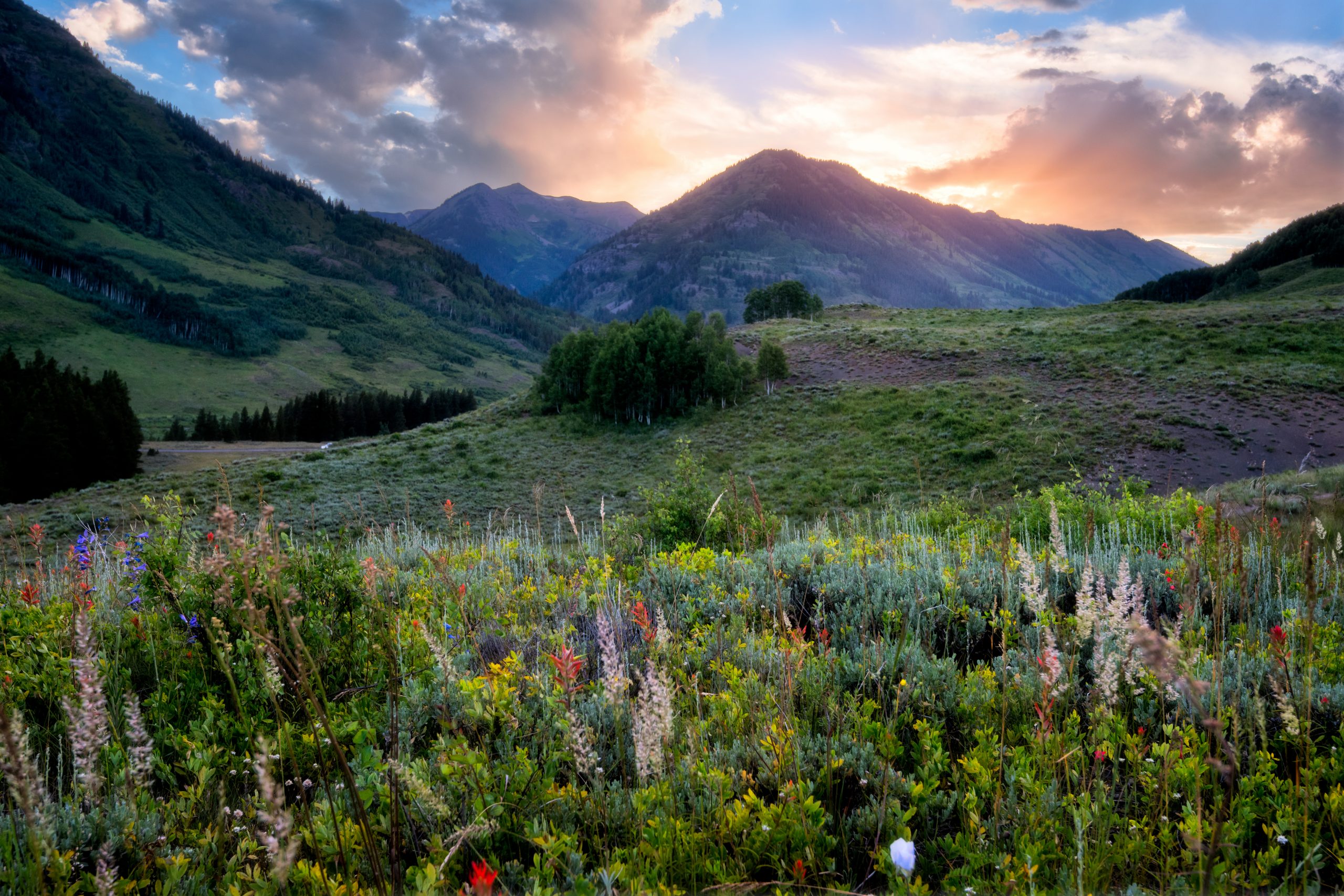 35th Annual Crested Butte Wild Flower Festival CheckItOff Travel