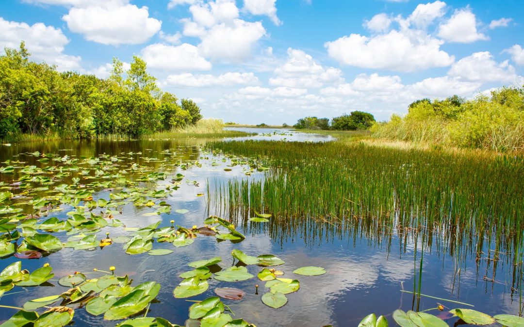 A Unique Wilderness Experience: Everglades National Park