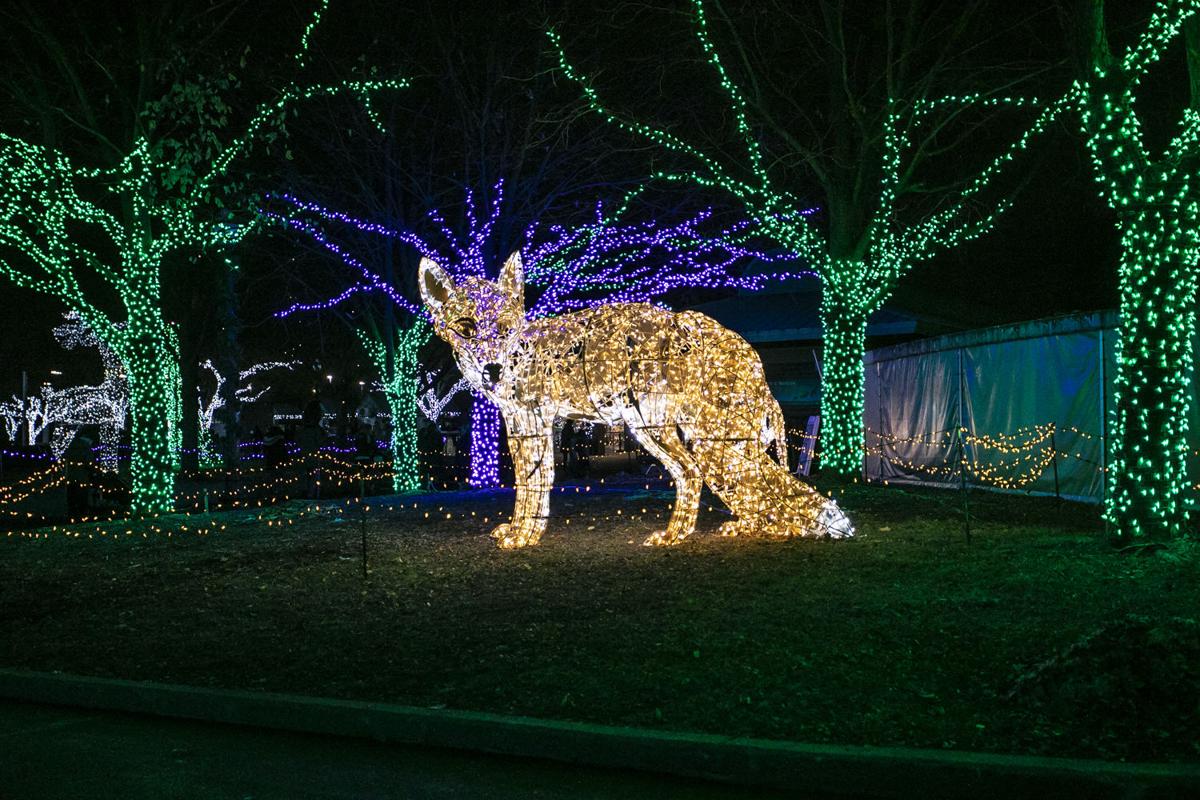 Wild Lights at the Detroit Zoo CheckItOff Travel Custom Travel