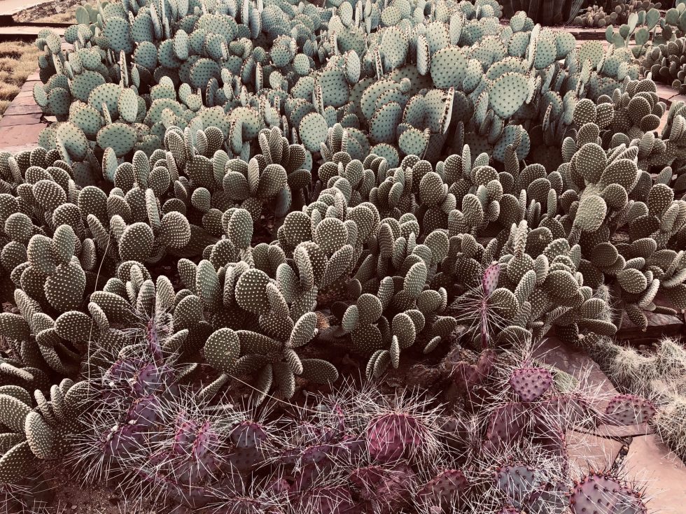 Visiting the Desert Botanical Garden in Phoenix | Check-It-Off Travel