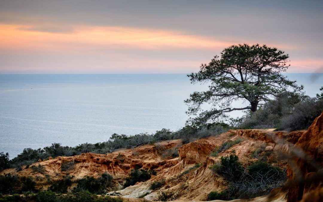 Long Weekend in Southern California: Explore Torrey Pines