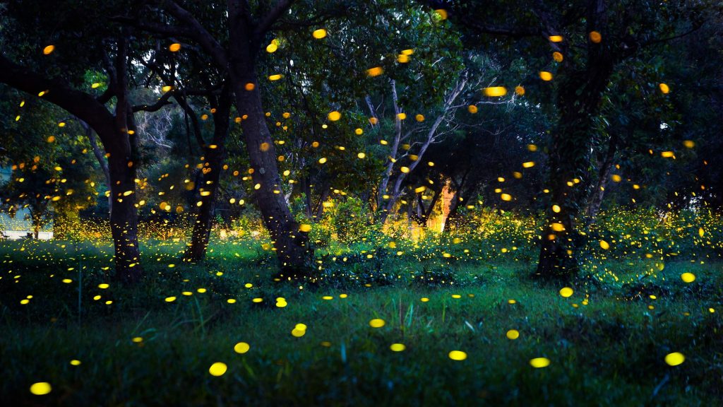 Great Smoky Mountains National Park Firefly Event in Tennessee Check