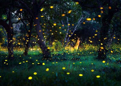 Great Smoky Mountains National Park Firefly Event in Tennessee